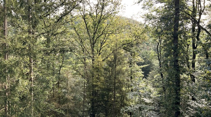 Blick vom Balkon