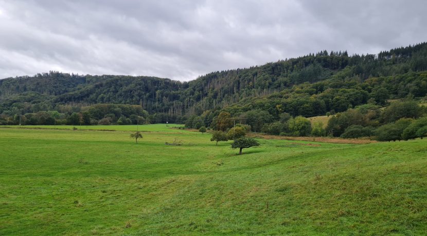 Blick ins Grüne