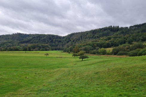 Blick ins Grüne