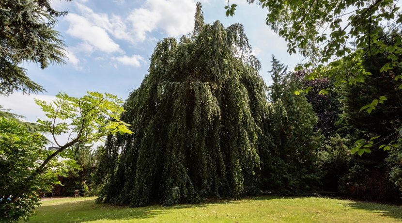 Eindrücke des parkartigen Garten